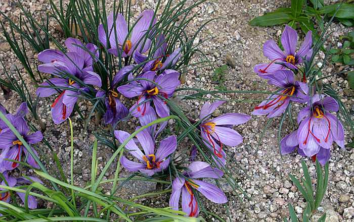 Crocus Sativus